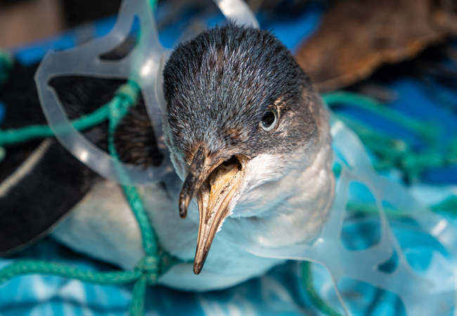 Bird stuck in plastic rings - Eco-mmemoratives
