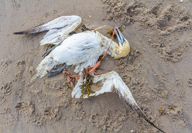 Bird with plastic in its beak - Eco-mmemoratives